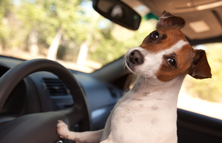 3 dicas para você que tem um bichinho de estimação e não gosta de andar de carro